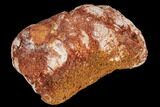 Cretaceous Fish Coprolite - Kem Kem Beds, Morocco #110148-1